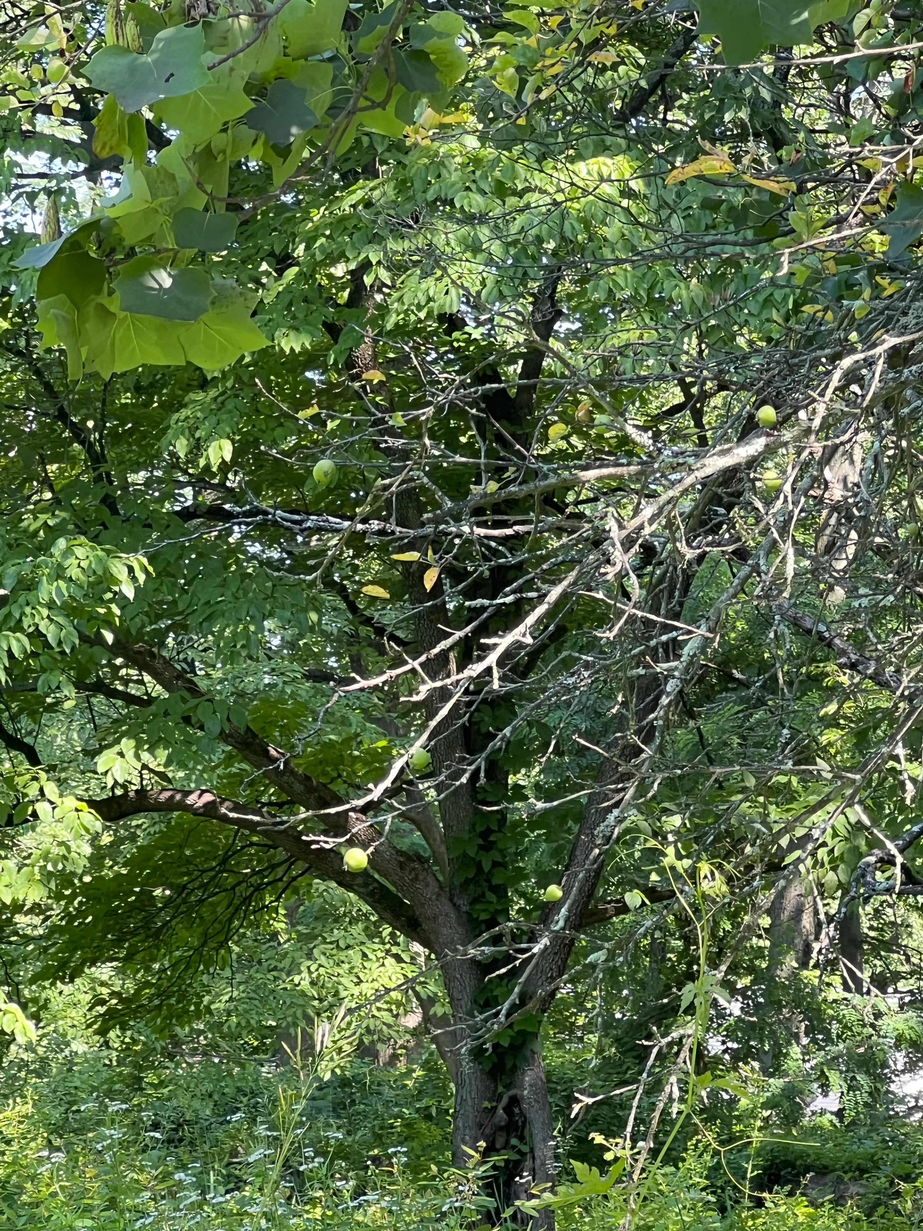 Apple Tree