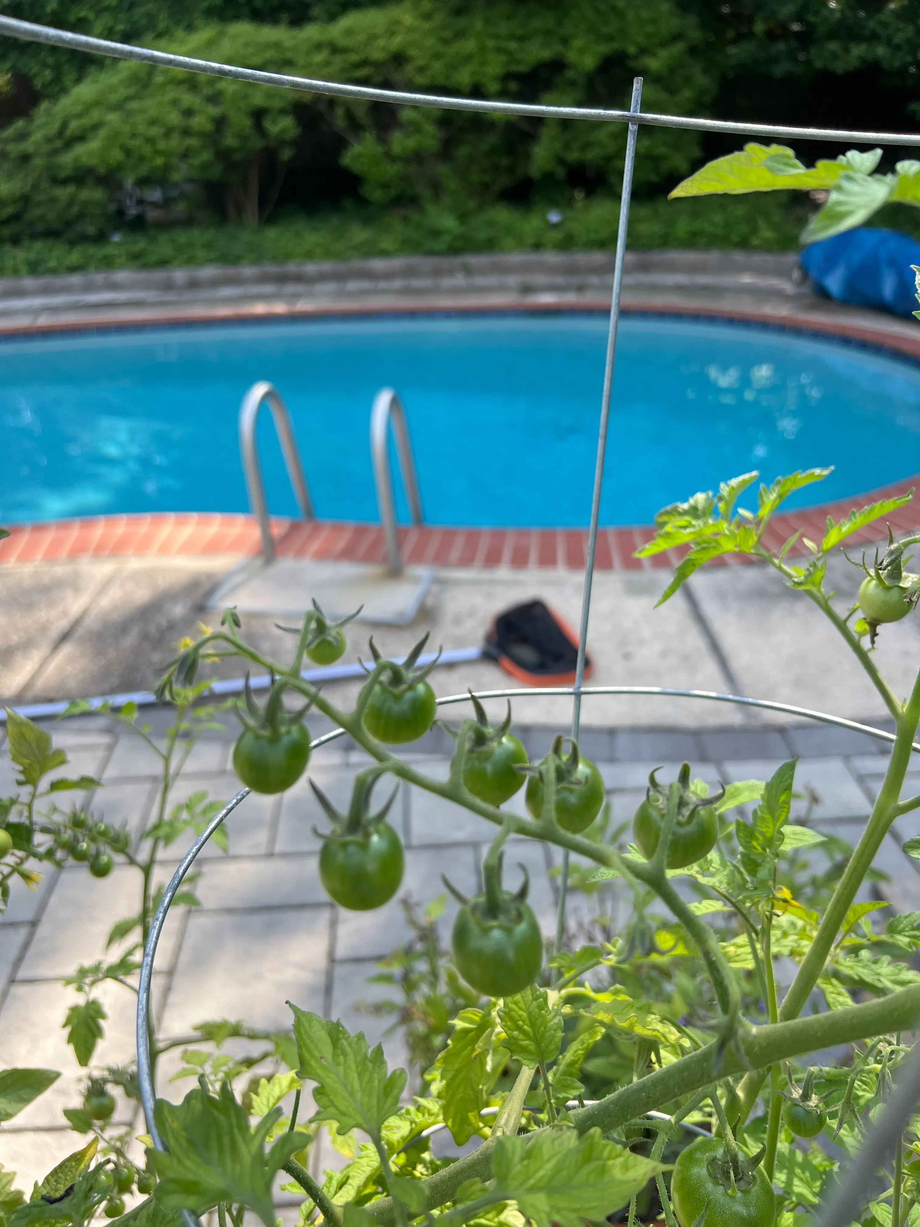 Baby Tomatoes