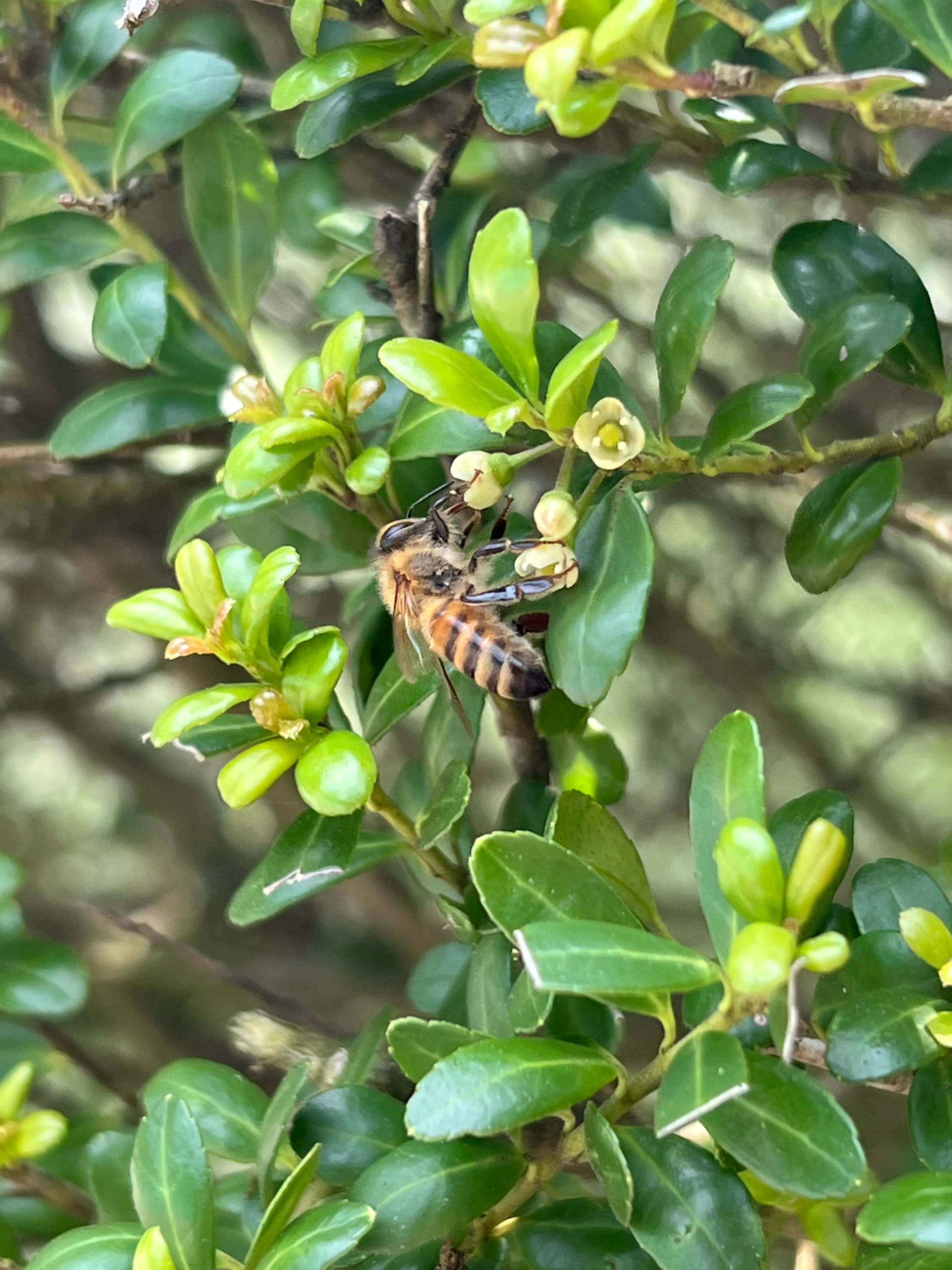Bee