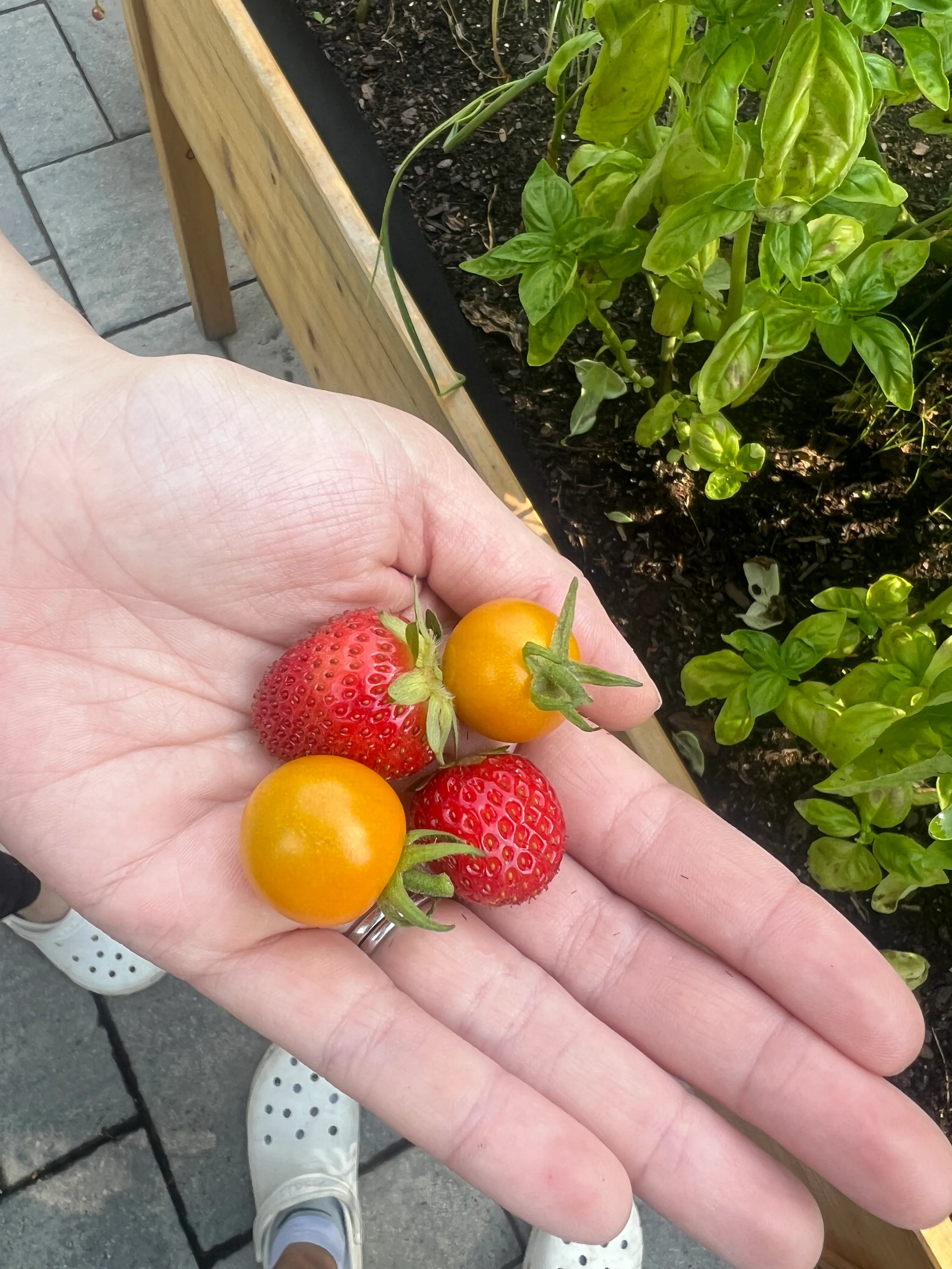 Strawberries and Tomatoes