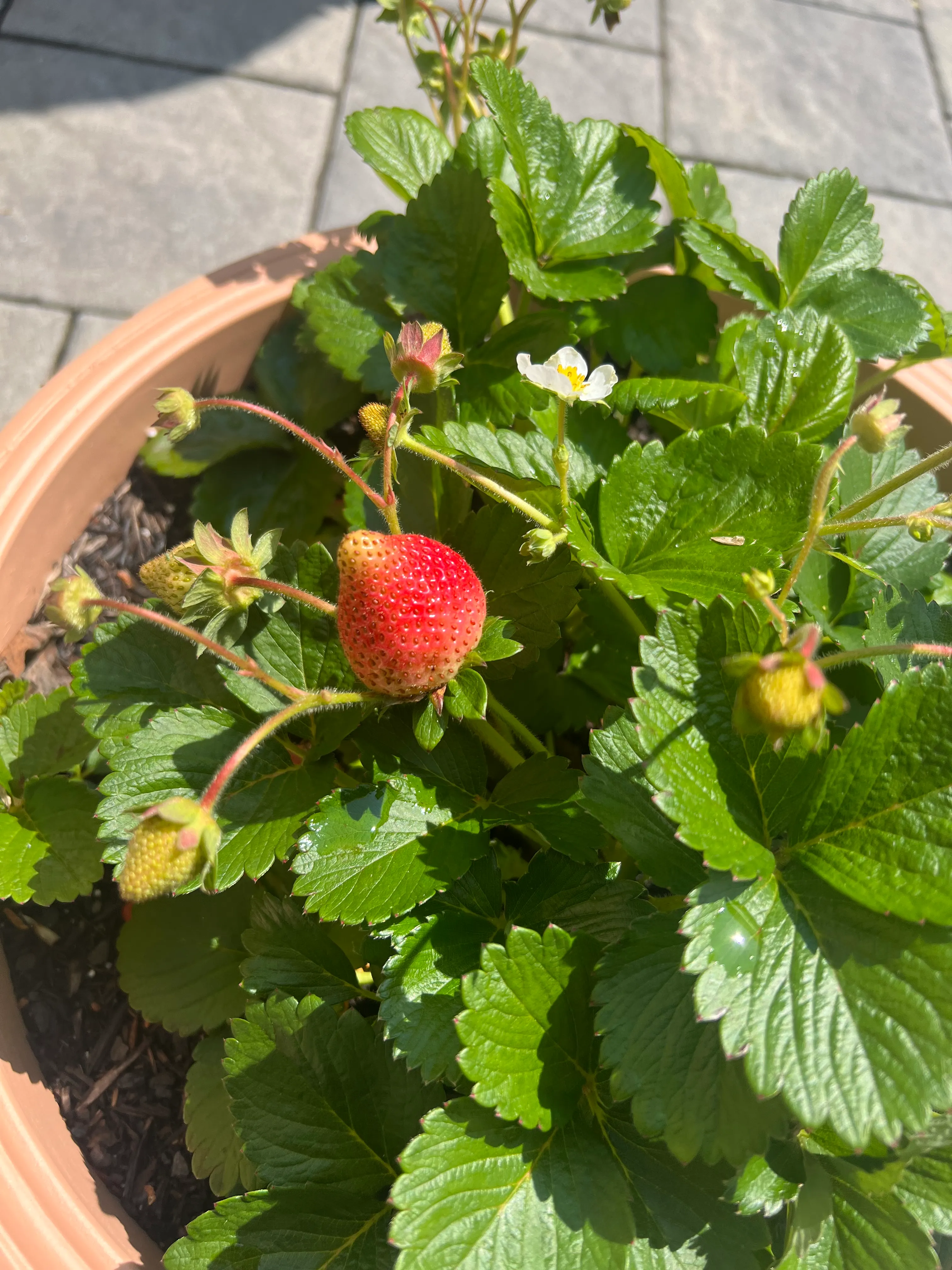 Berry Bush