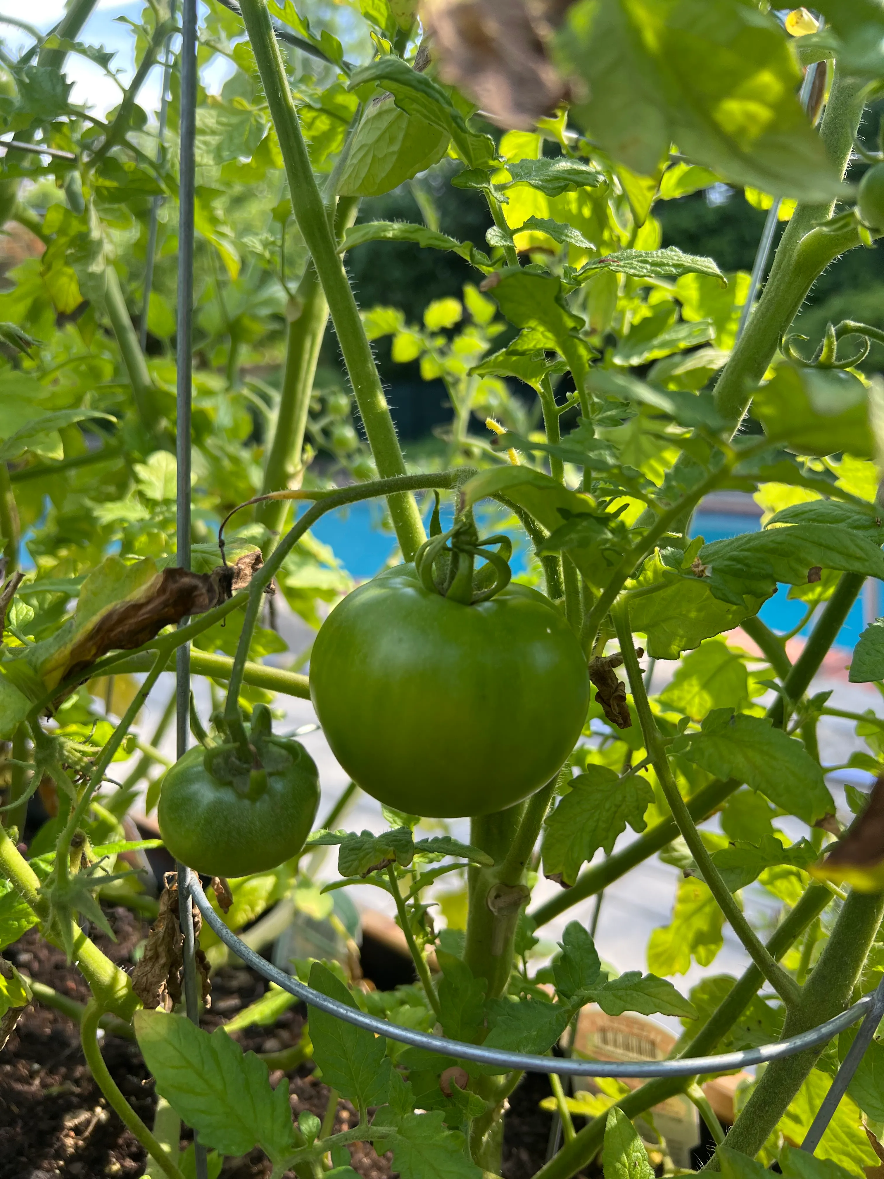 Big Tomato