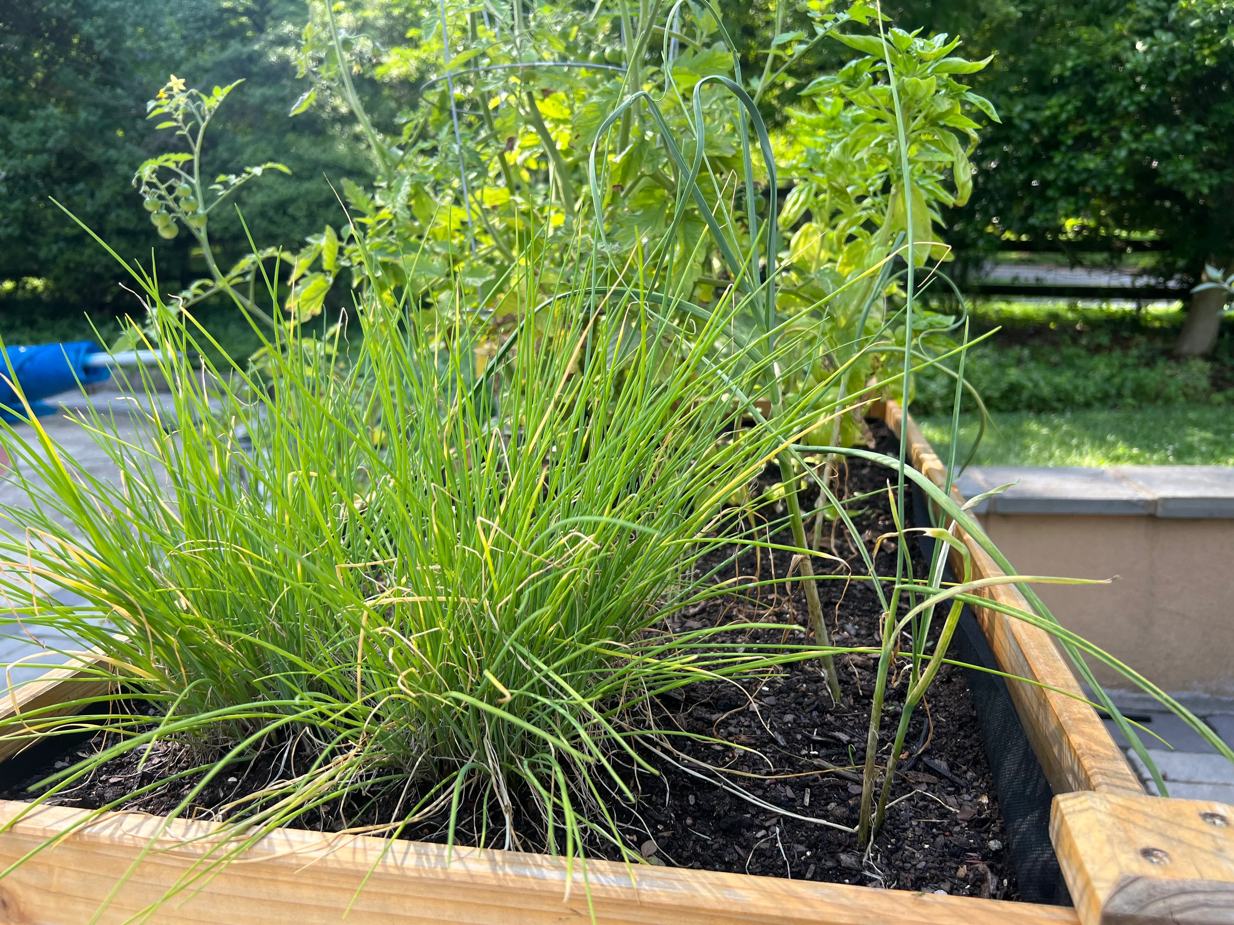 Chives