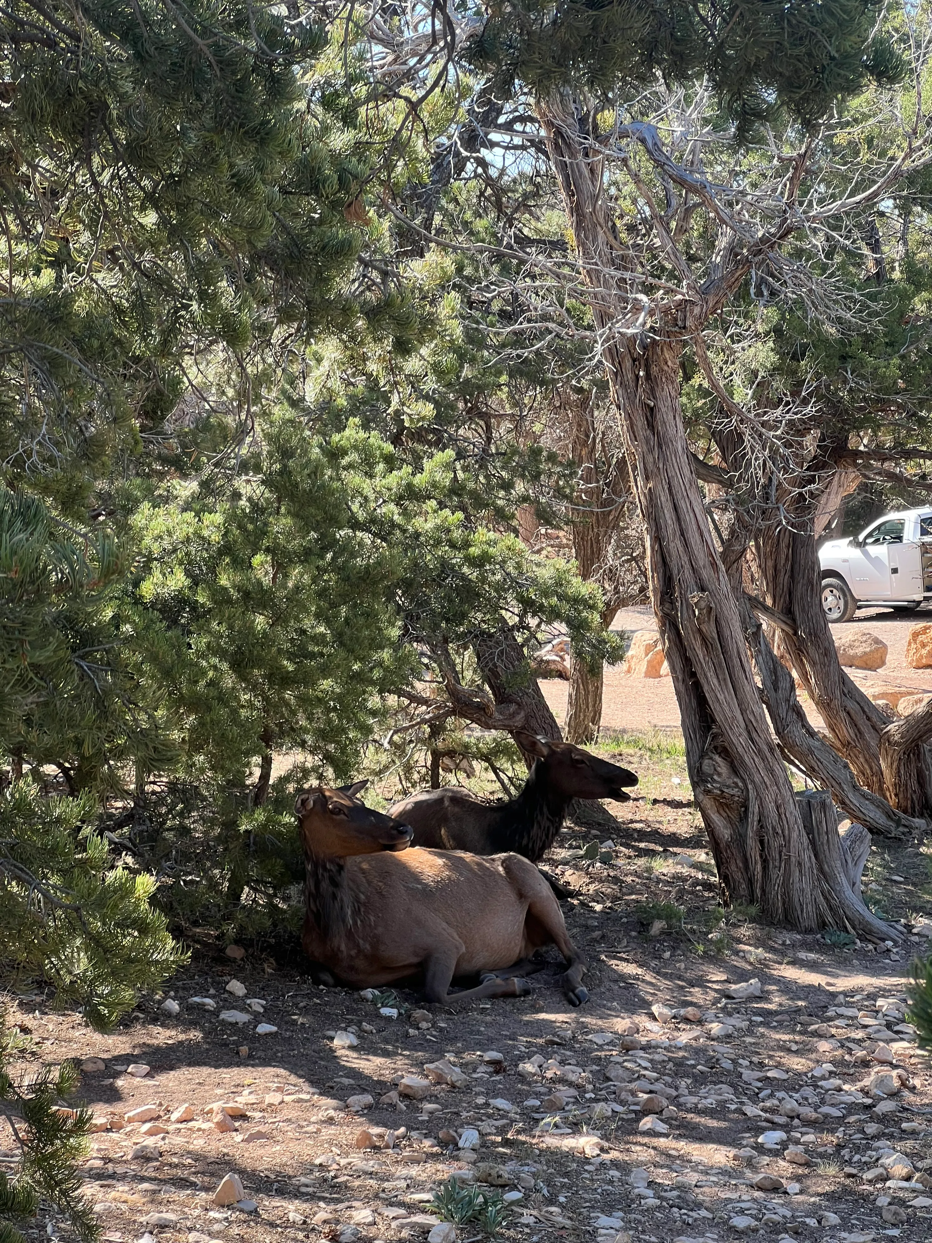 Elk