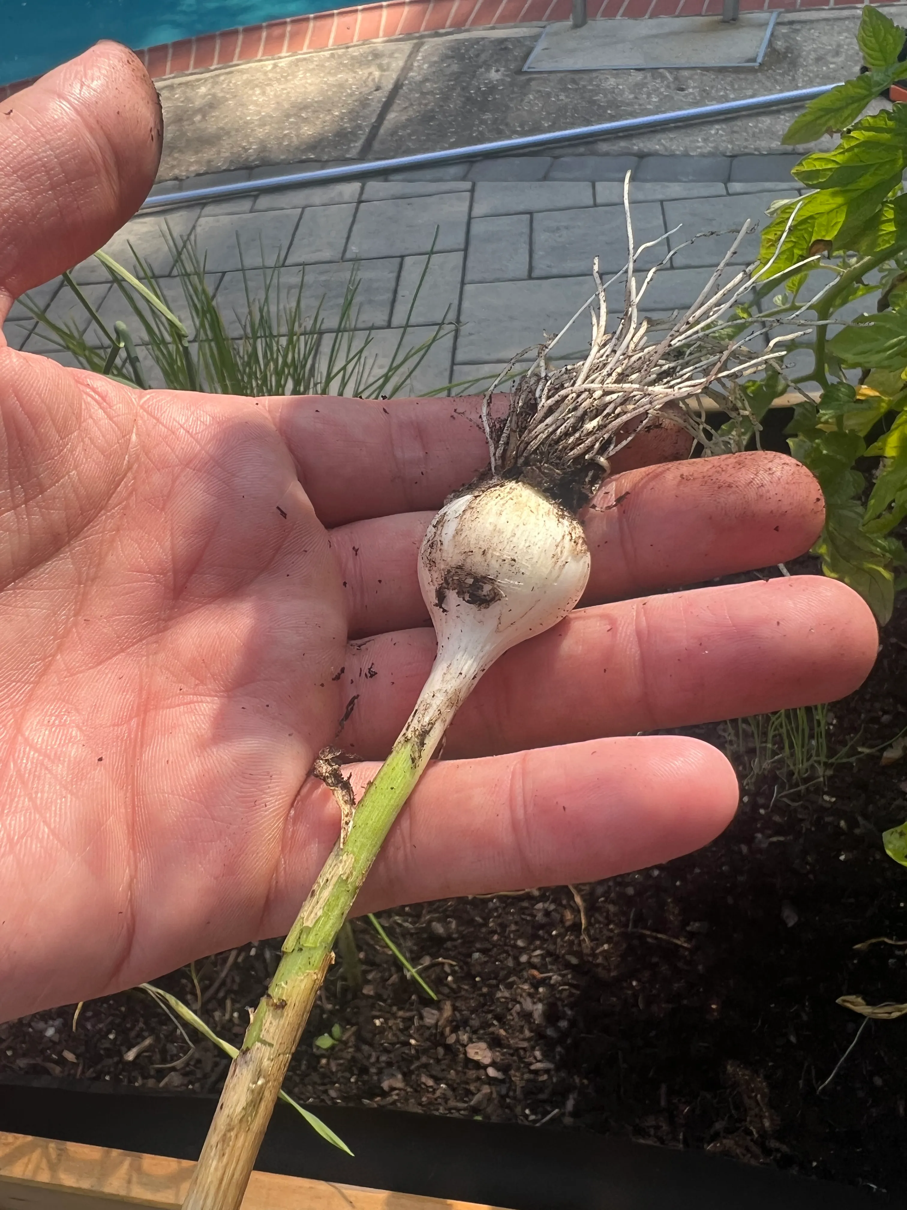 Garlic