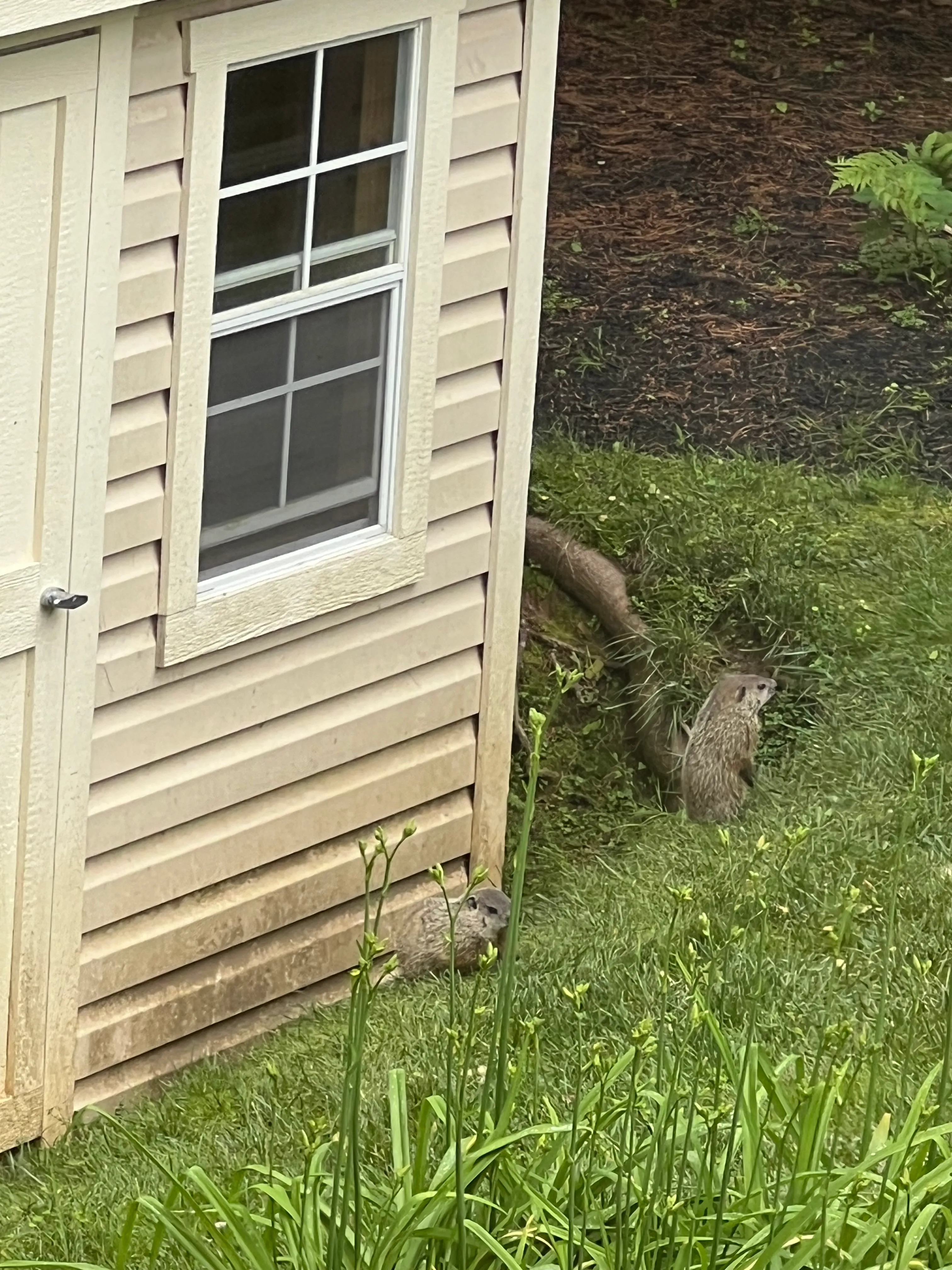 Groundhogs