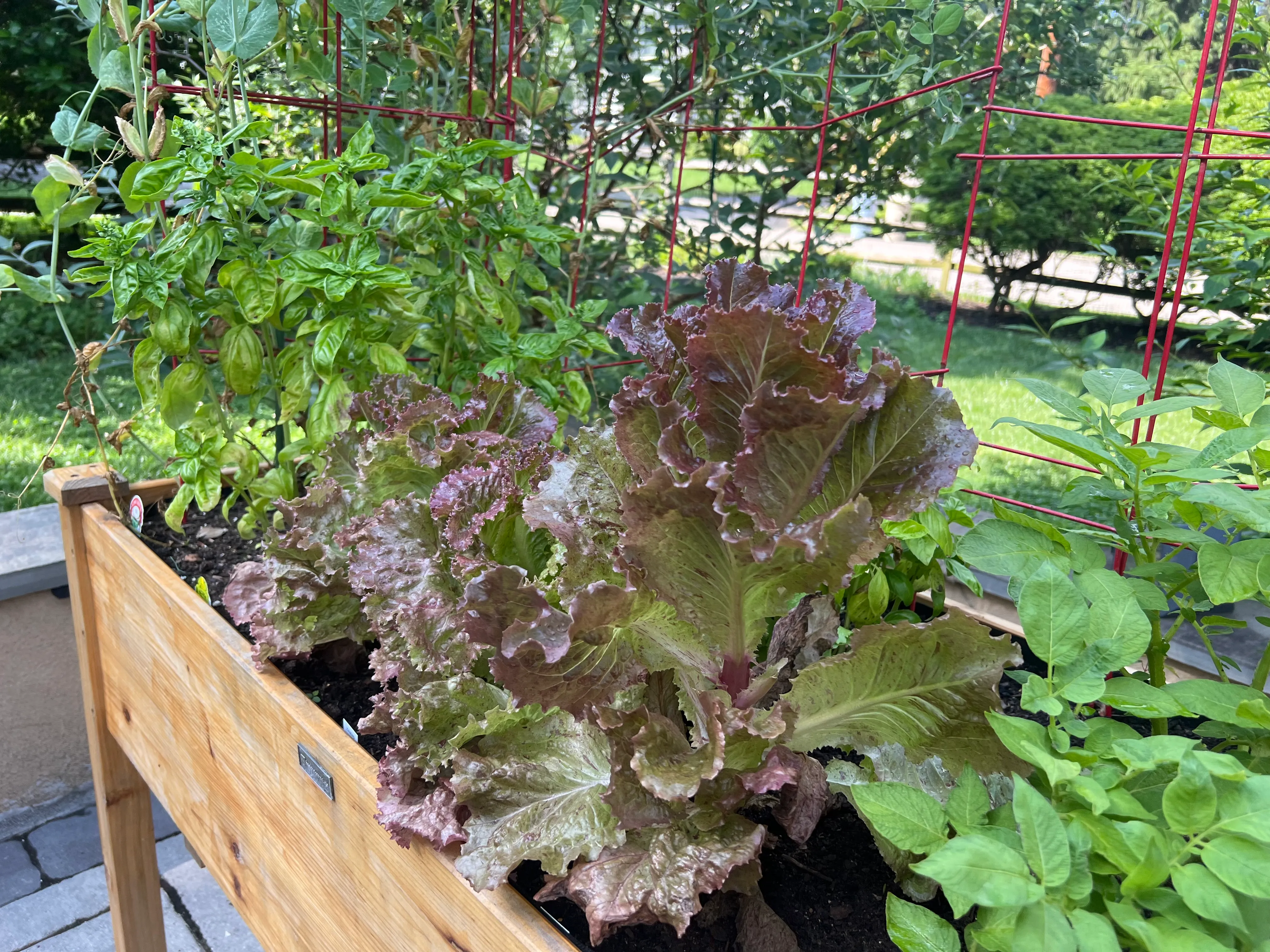 Lettuce