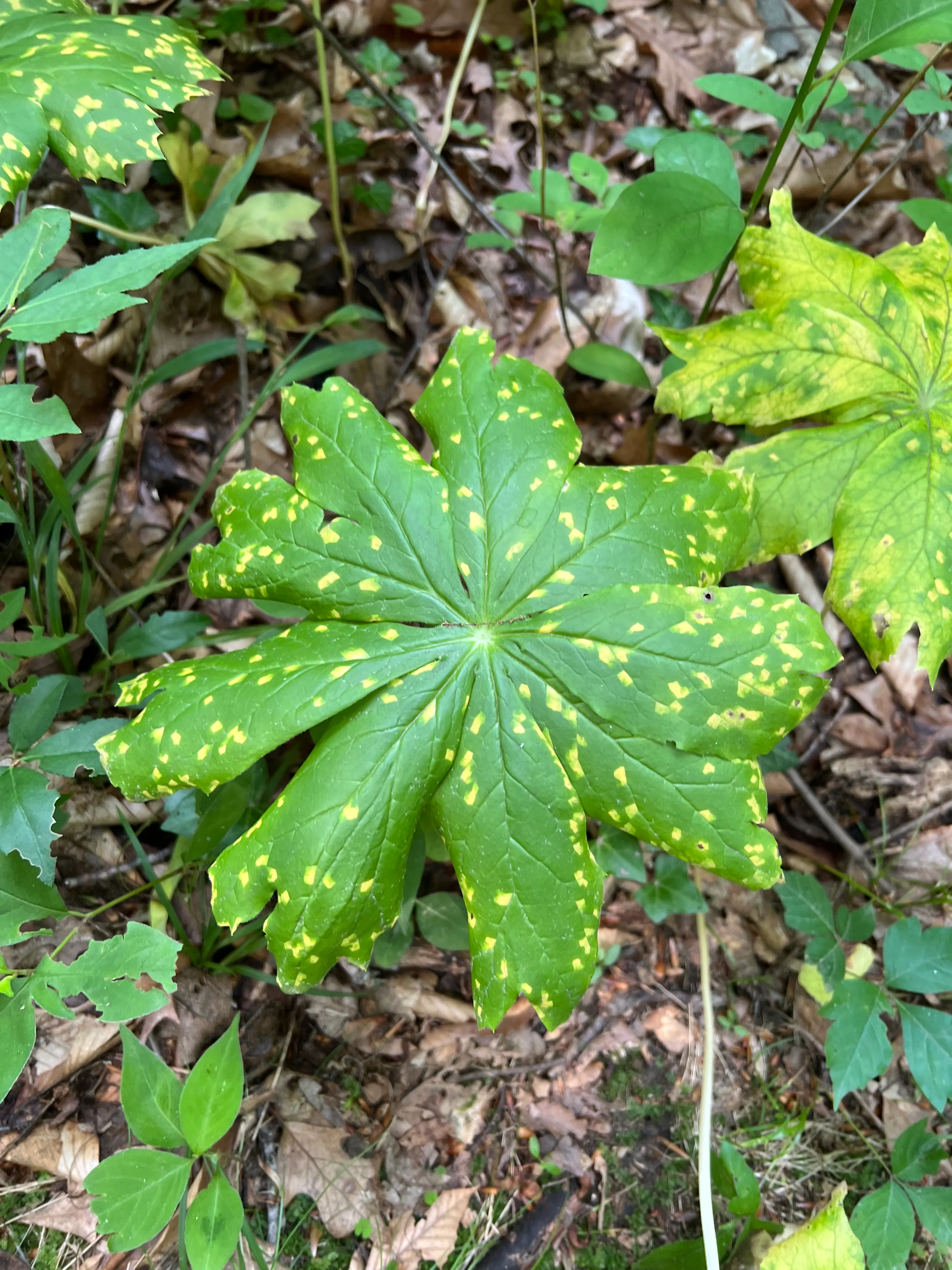 Mayapple Plant