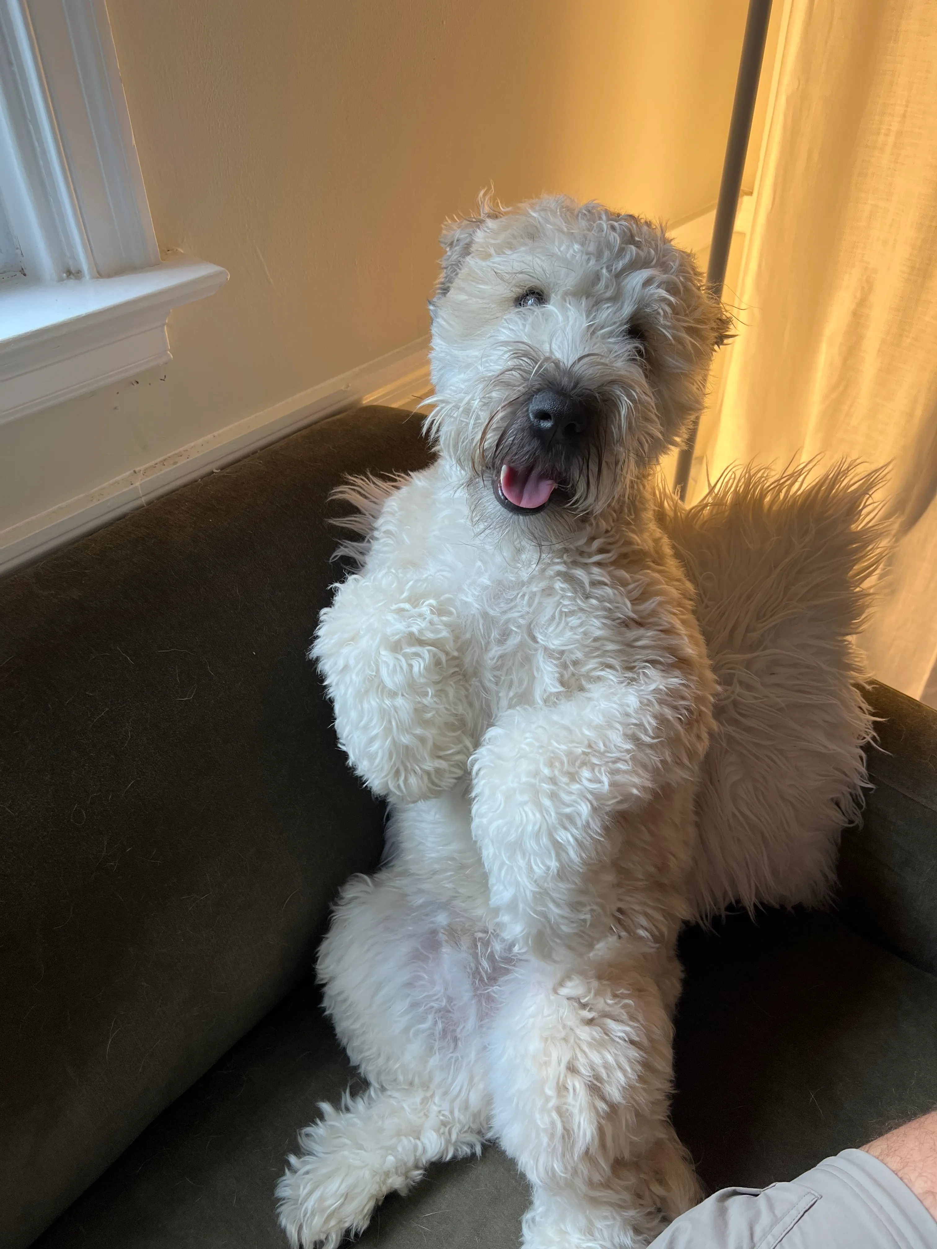 Ollie