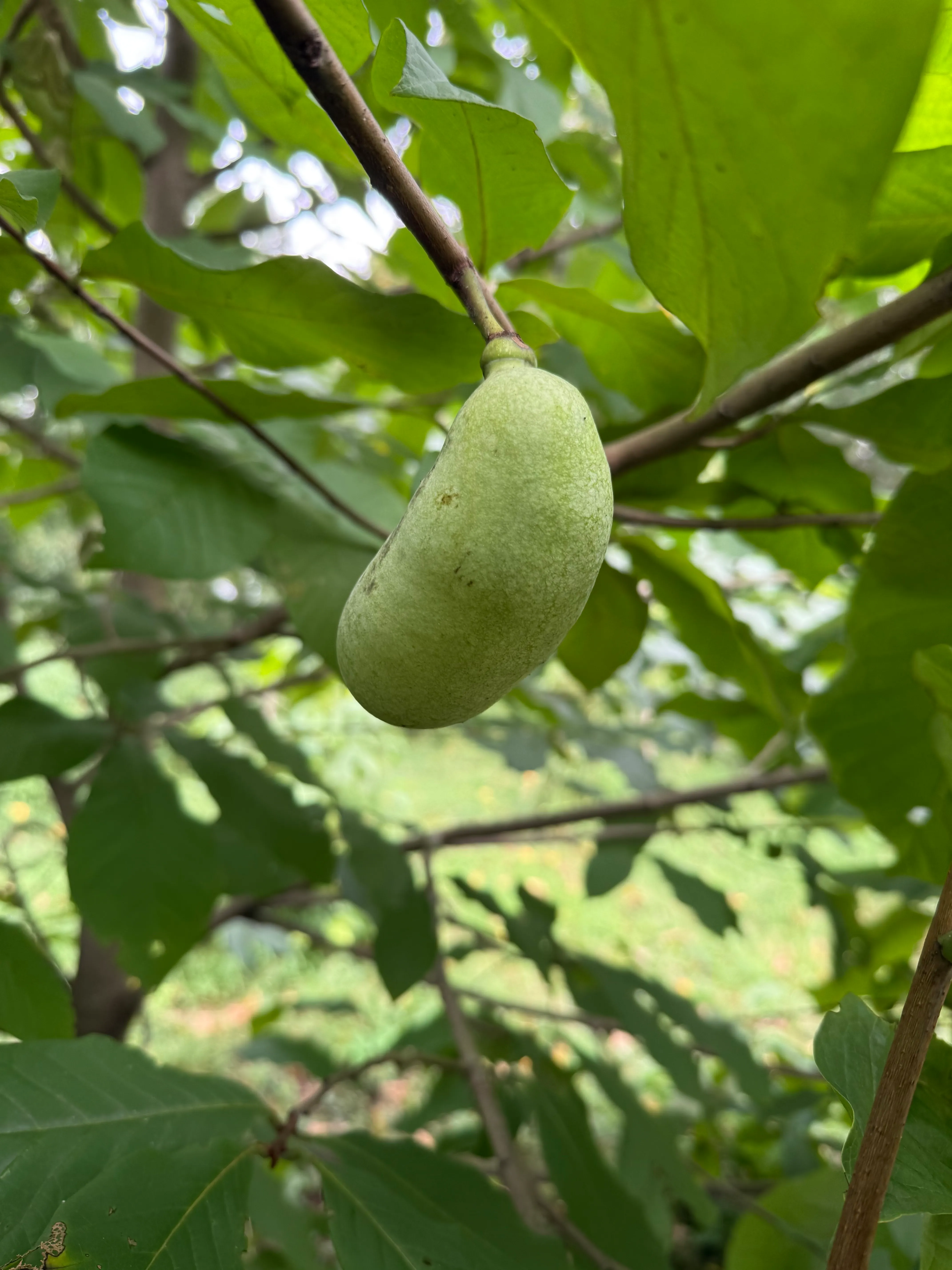Pawpaw