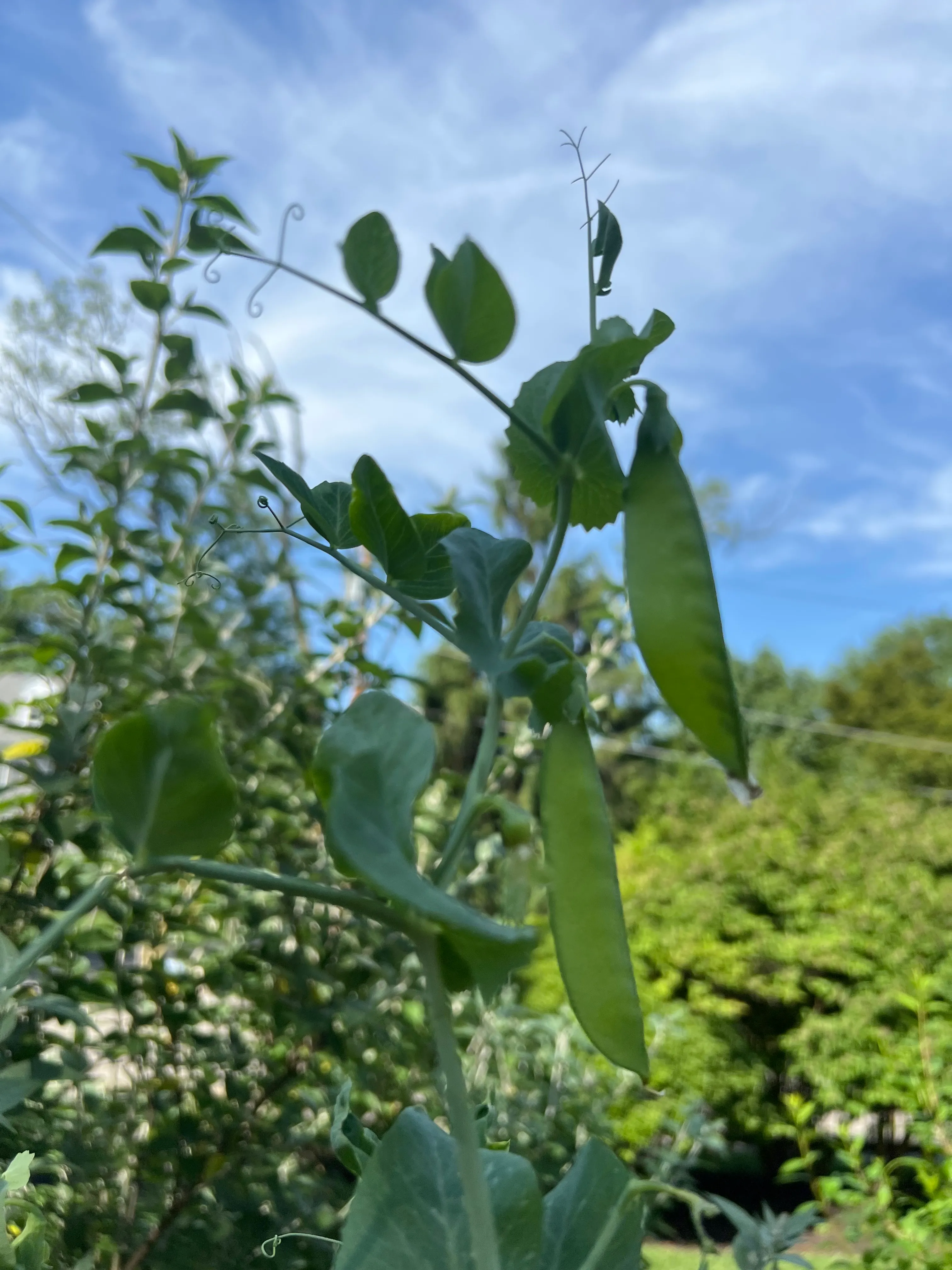 Peas