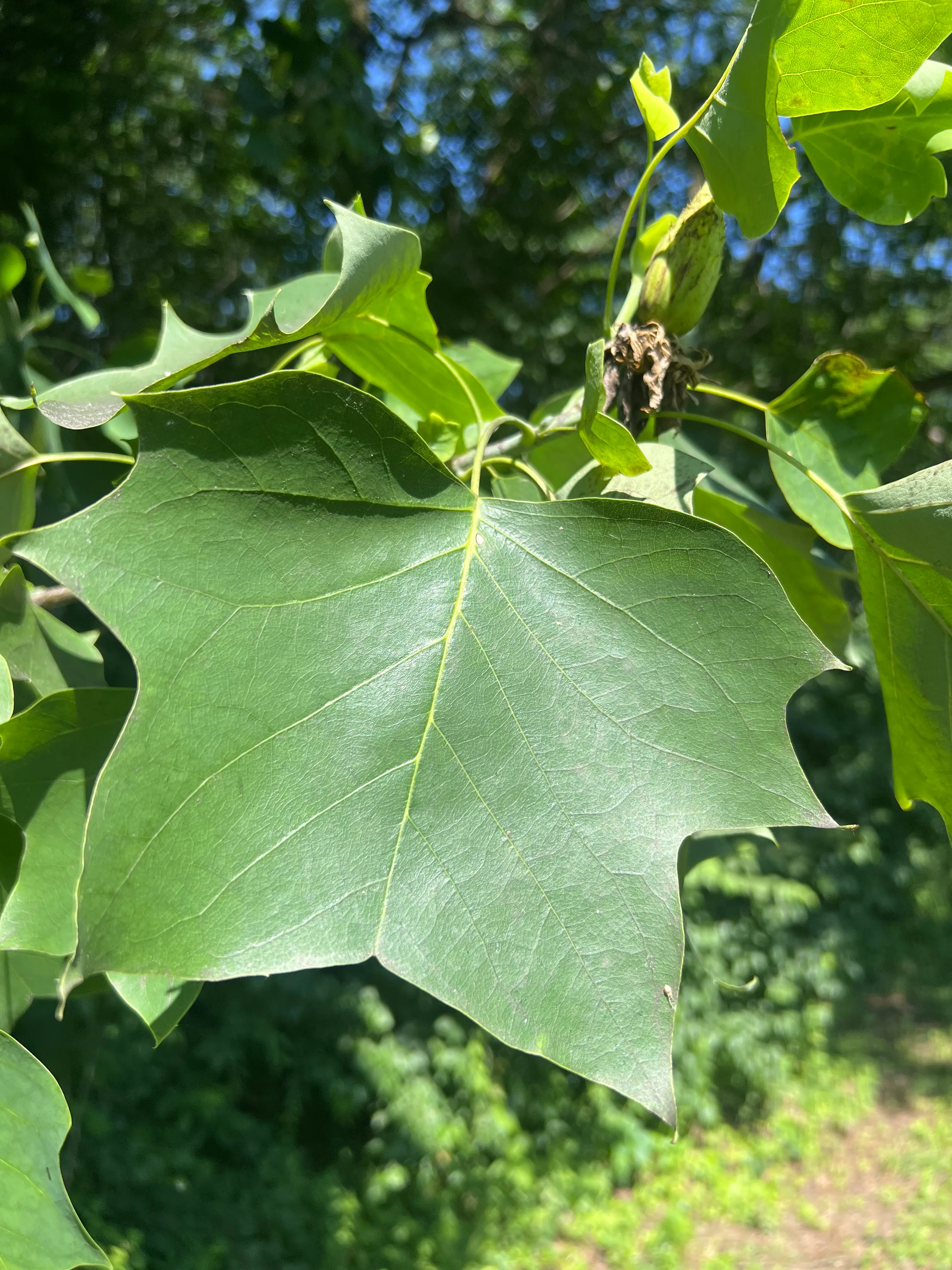 Tulip Tree