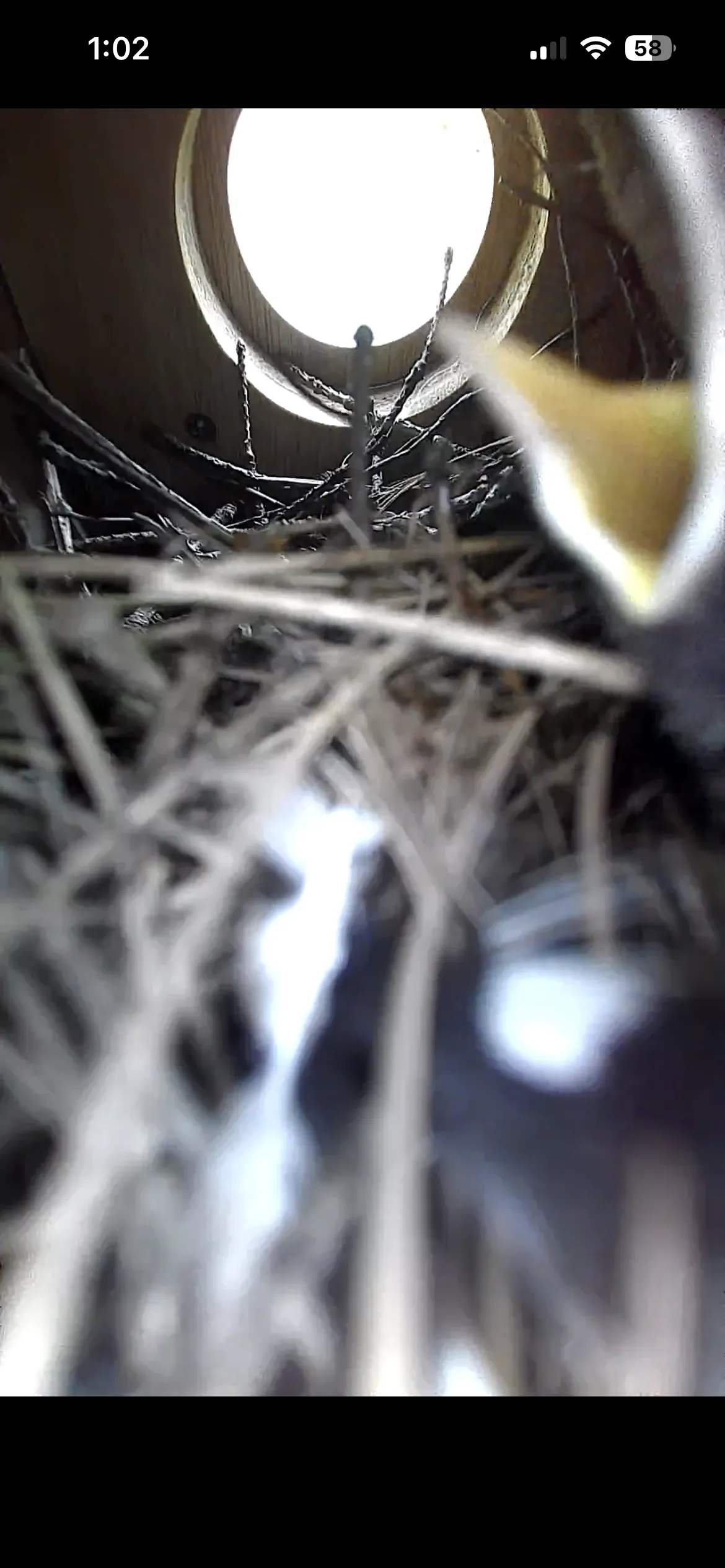 Wren Hatchling